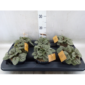 Peperomia