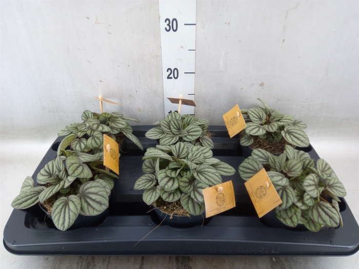 <h4>Peperomia</h4>