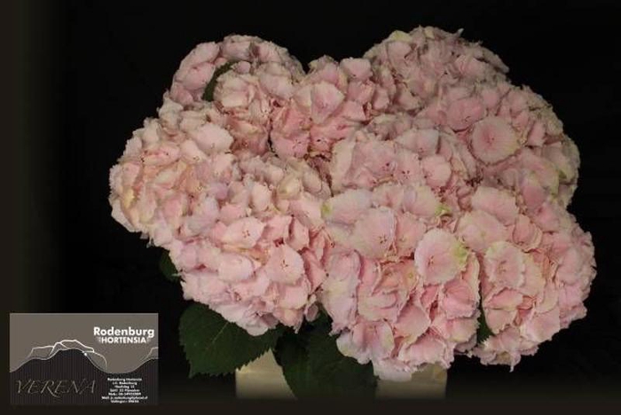 <h4>Hydr Verena Pink Rodenburg</h4>