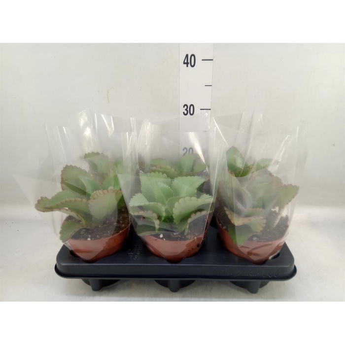 <h4>Kalanchoe NF daigremontiana</h4>