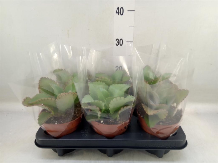 <h4>Kalanchoe NF daigremontiana</h4>