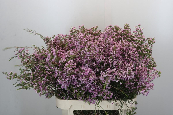 Chamelaucium Pirouette