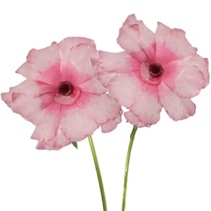 Ranunculus Butterfly Jupiter