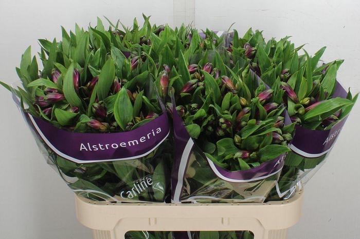 <h4>Alstr Carline</h4>