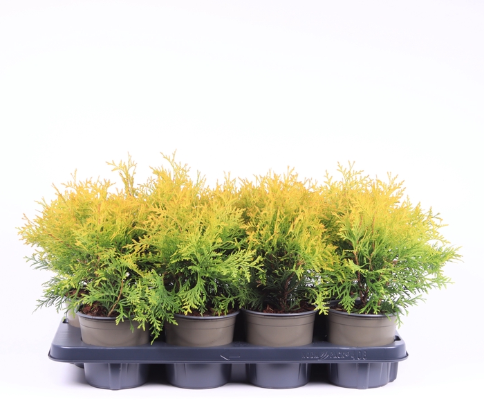 <h4>Thuja Occ Golden Globe</h4>