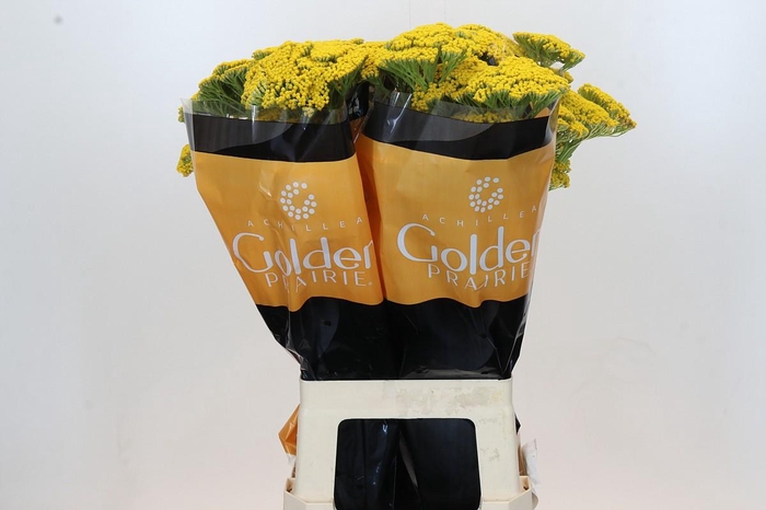 <h4>Achillea Golden Prairi</h4>