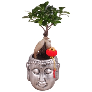 Ficus m. Ginseng pot ø09cm in ø13cm Chinese Silver Buddha