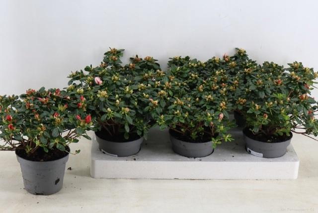 <h4>RHODO SI GEM</h4>