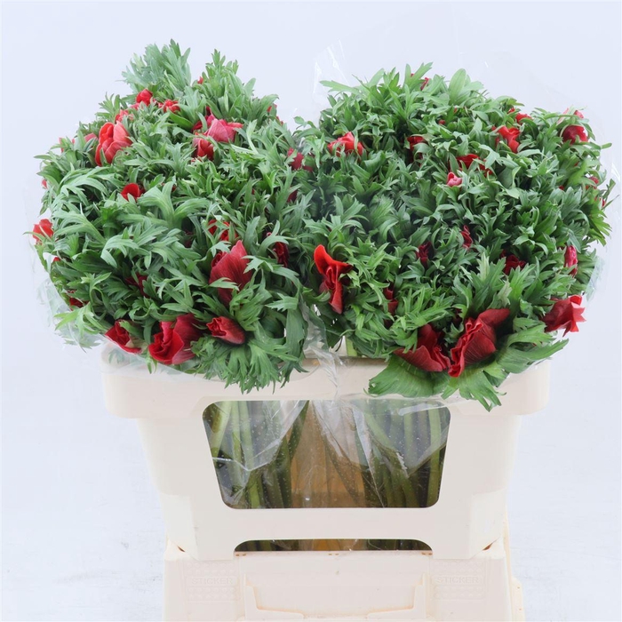 <h4>Anemone Galil Rood</h4>