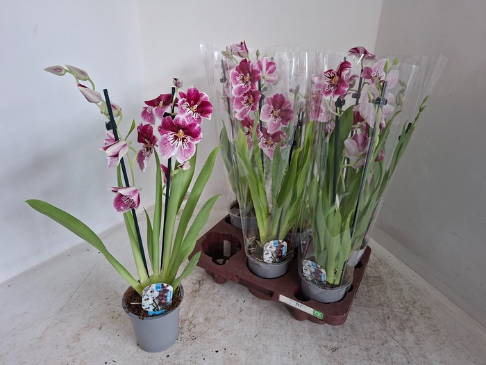 <h4>MILTONIOPSIS OV</h4>