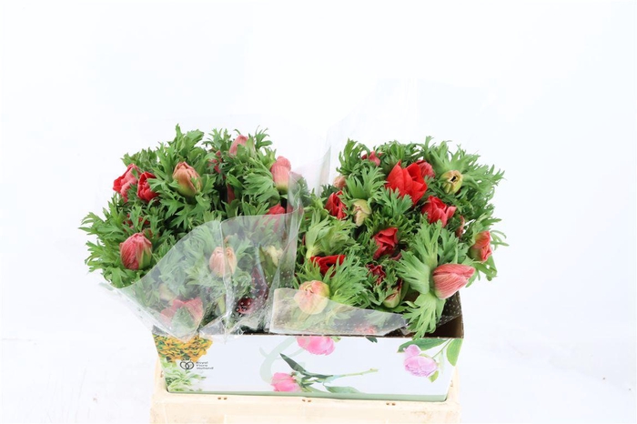 <h4>Anem Marianne Red</h4>