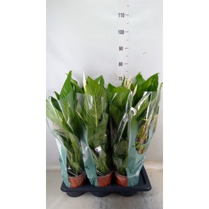 Spathiphyllum  'Bingo Cupido'