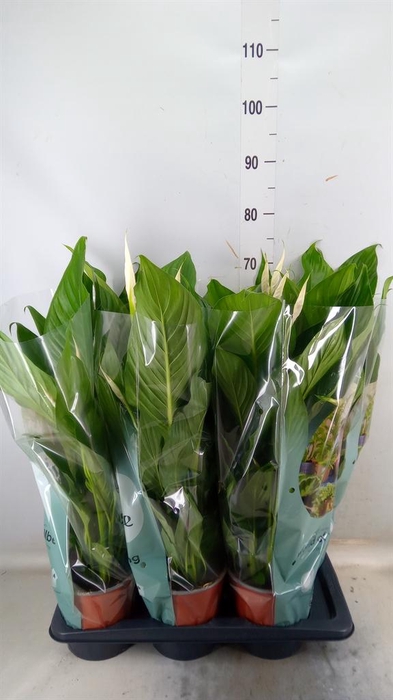 <h4>Spathiphyllum 'Bingo Cupido'</h4>