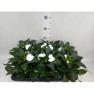 Impatiens NG 'Tamarinda White'
