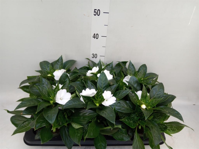 <h4>Impatiens NG 'Tamarinda White'</h4>