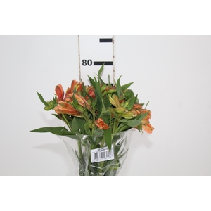 ALST. ORANGE QUEEN 070 CM