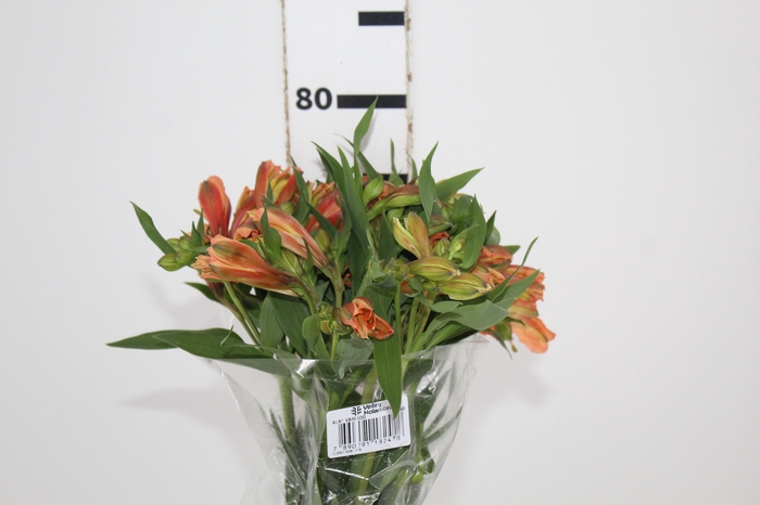 <h4>ALST. ORANGE QUEEN 070 CM</h4>