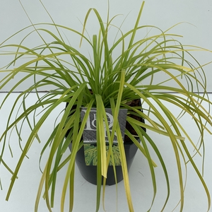 Carex 'Everillo'