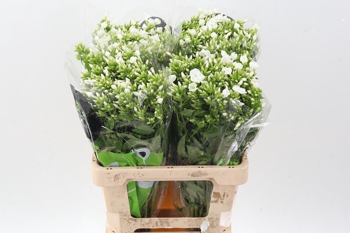 <h4>Phlox P Icecap</h4>