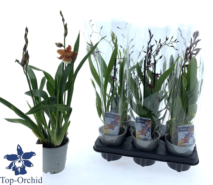 <h4>ORCHIDEEEN GEM</h4>