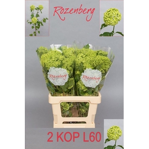 Viburnum roseum