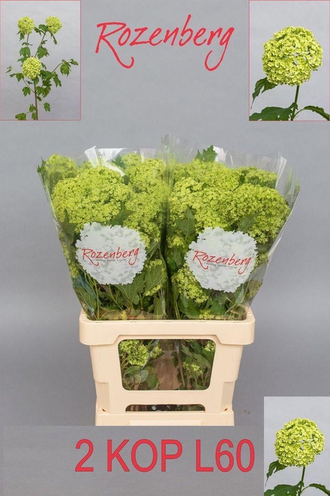 <h4>Viburnum roseum</h4>