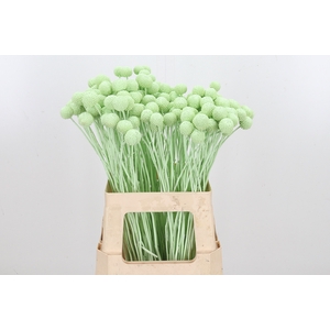 Craspedia Kl Bh Mint Groen