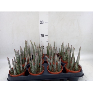 Senecio   ...