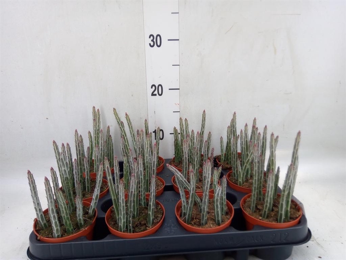 <h4>Senecio   ...</h4>