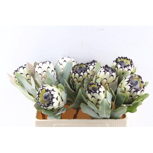 Protea M Sno Leopard