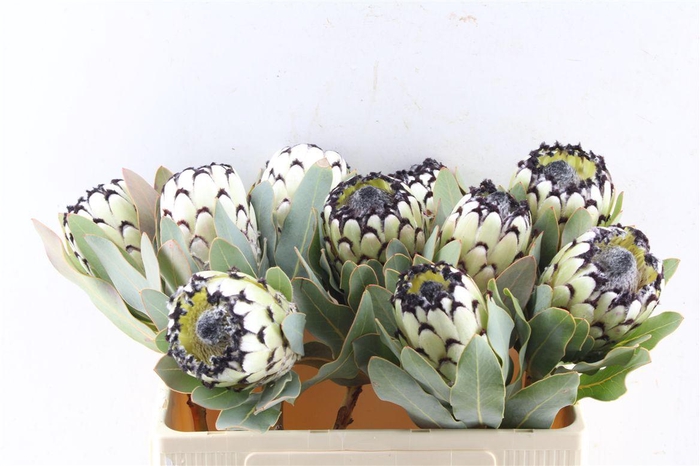 <h4>Protea M Sno Leopard</h4>