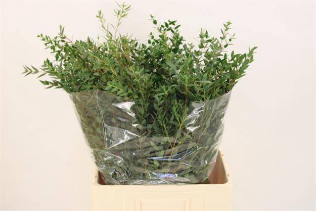 <h4>EUC PARVIFOLIA P BS</h4>