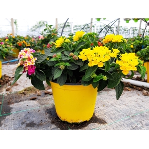 Lantana camara overig