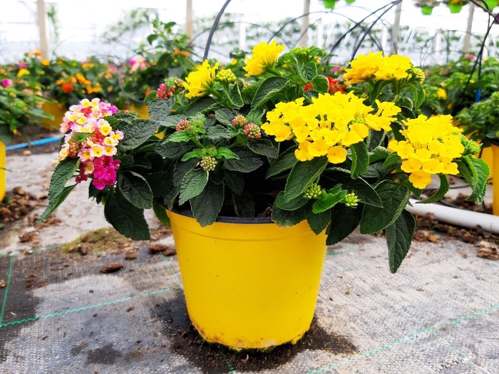 <h4>Lantana camara overig</h4>