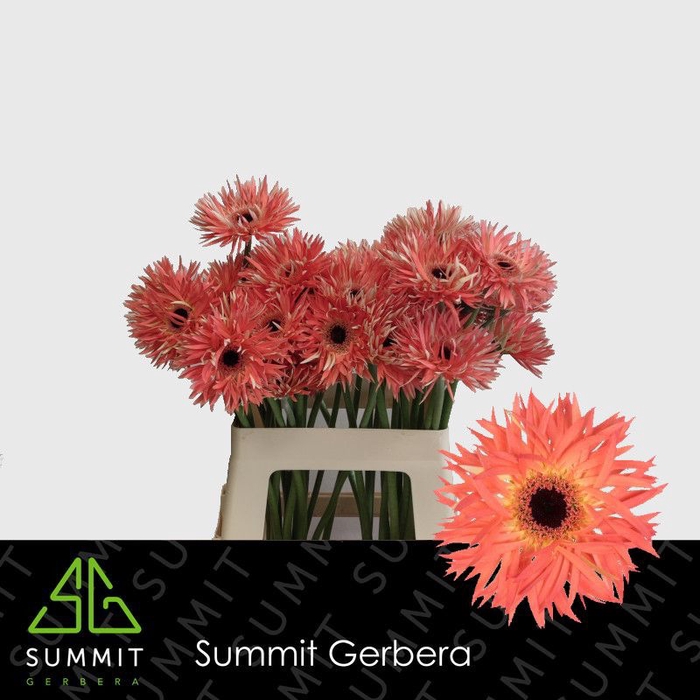 <h4>Gerbera Sensini Lang Gelijk 56cm Water x40</h4>
