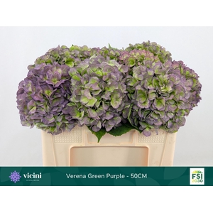 Hydrangea  'Verena Blue'  CL