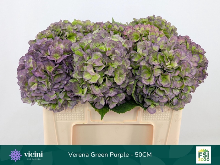 <h4>Hydrangea  'Verena Blue'  CL</h4>