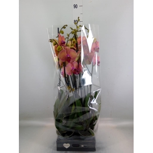 Phalaenopsis  'Golden Leopard'