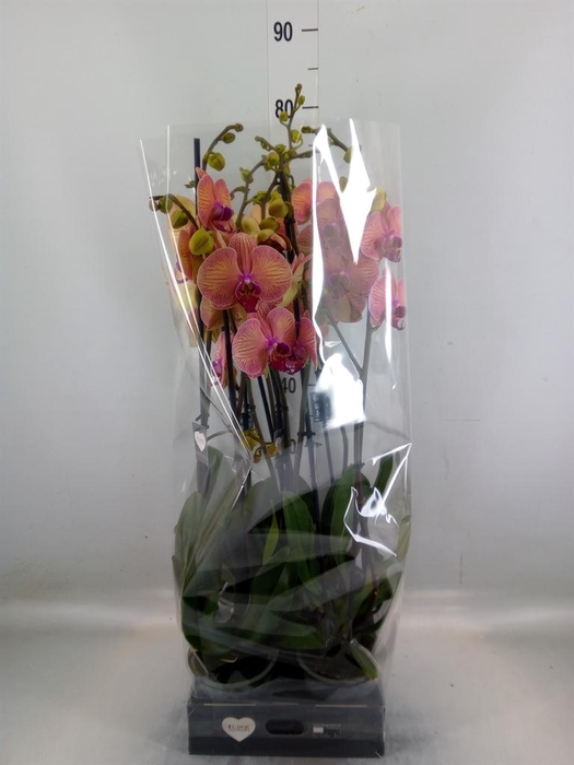 <h4>Phalaenopsis 'Golden Leopard'</h4>