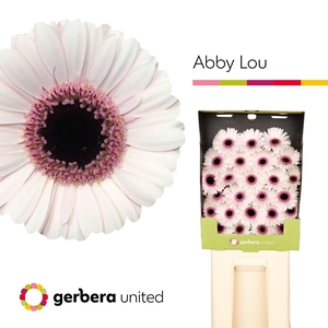 Ge Mi Abby Lou