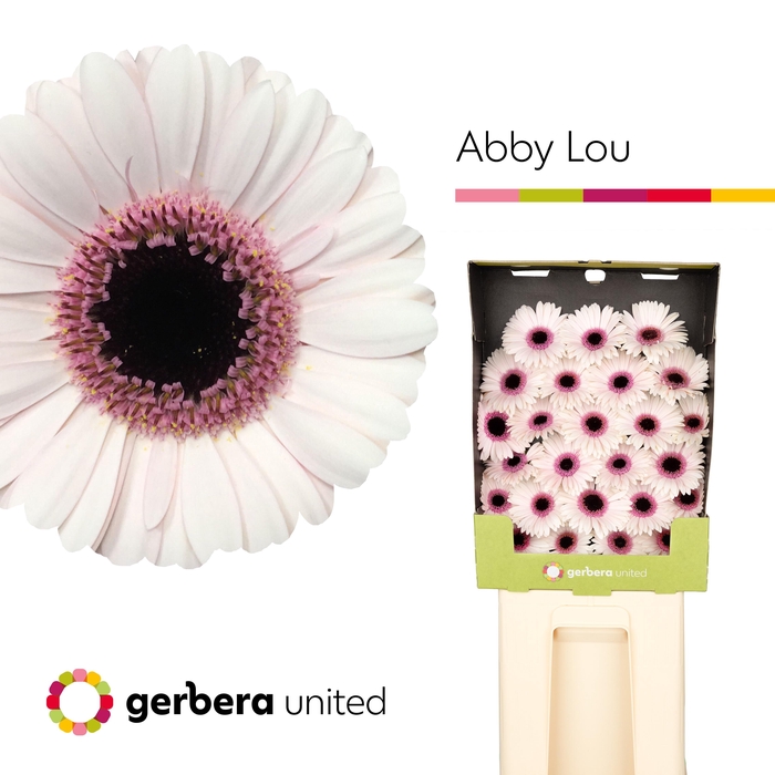 <h4>Ge Mi Abby Lou</h4>