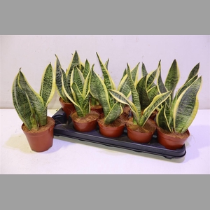 Sansev Futura Superb