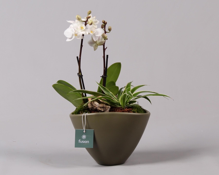 <h4>Halloween keramiek bootvorm wit D18,5</h4>