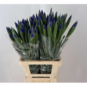 IRIS BLUE MAGIC