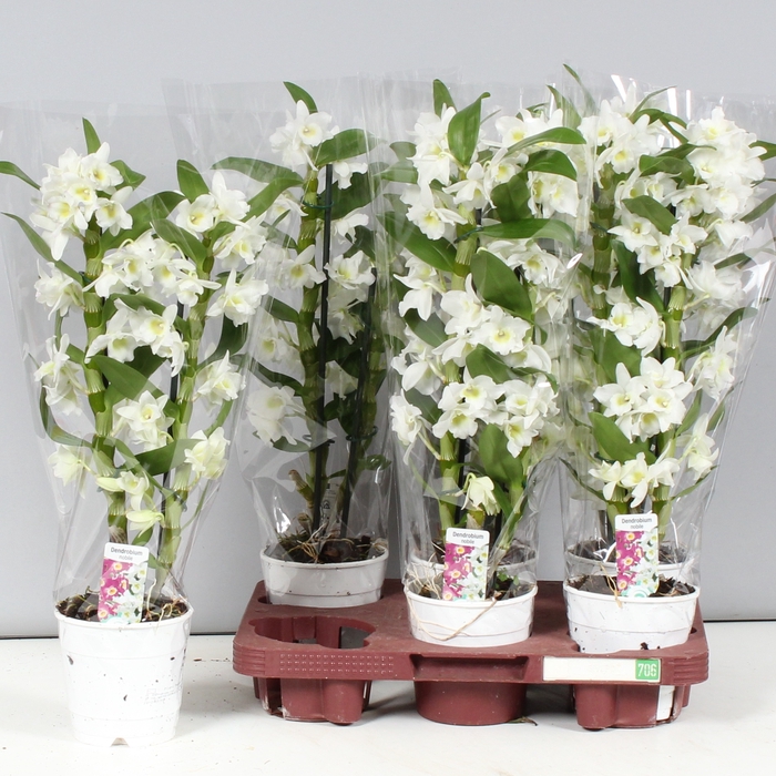 <h4>DENDR N SC APOLLON</h4>