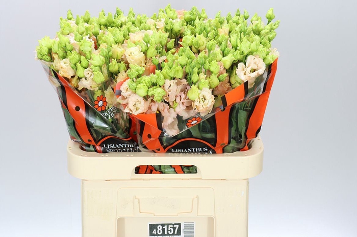 <h4>Eust Du Alissa L Apricot Ex</h4>