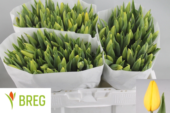 <h4>TU EN STRONG GOLD</h4>