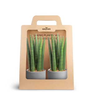 2-Pack Raw Grey, Straight