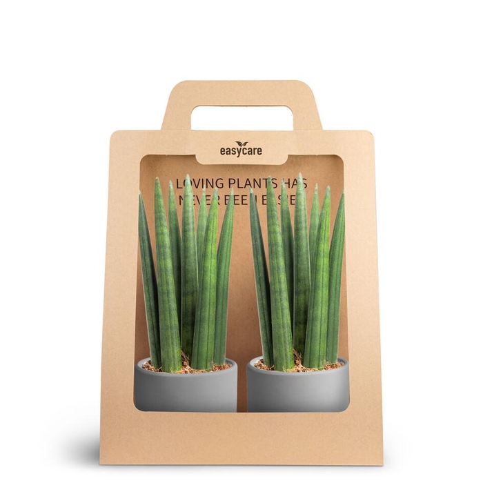 <h4>2-Pack Raw Grey, Straight</h4>