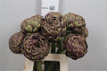 <h4>Cynara Sc Purple Romanga</h4>